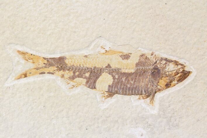 Bargain, Fossil Fish (Knightia) - Wyoming #89139